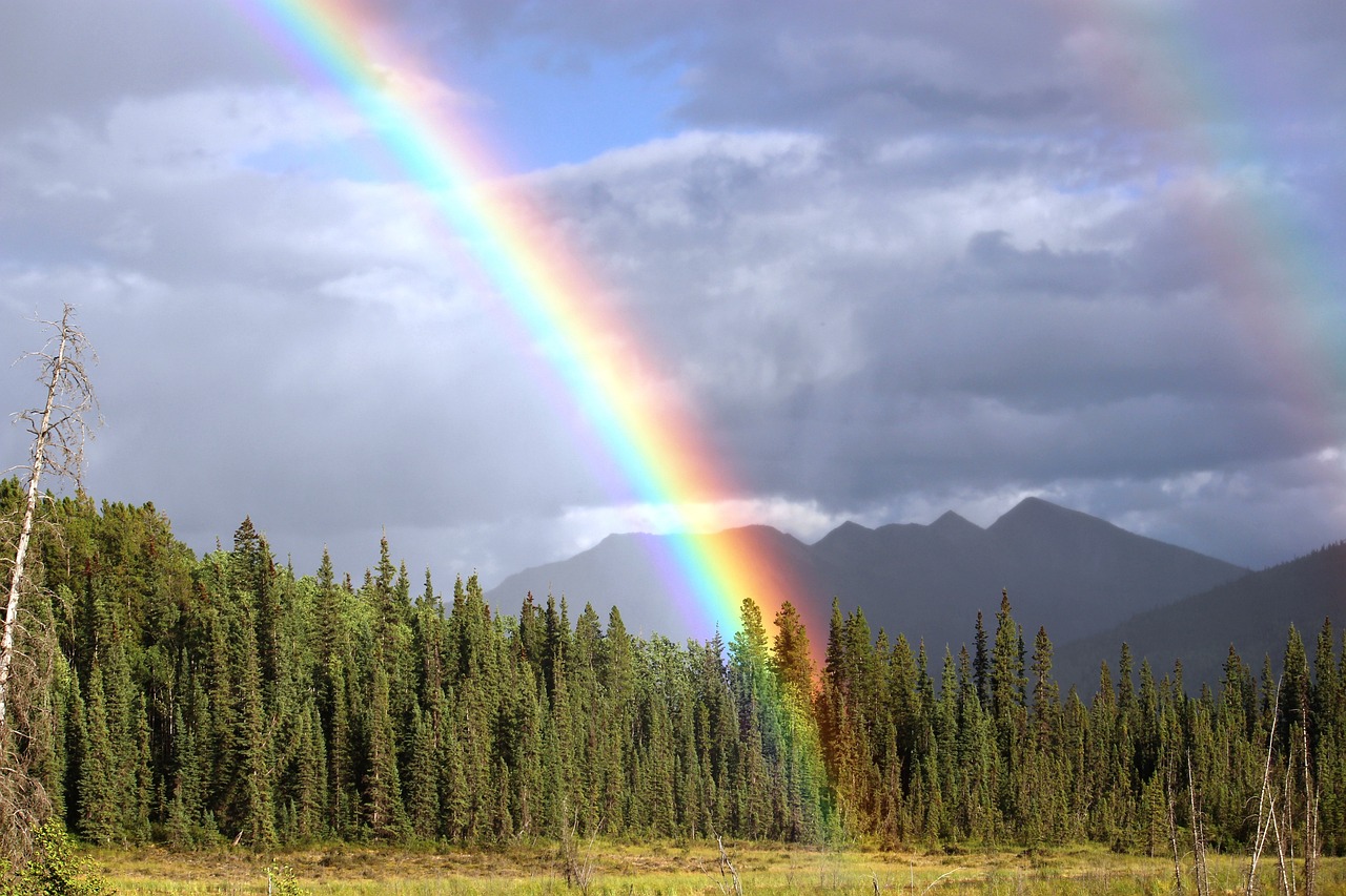 Designing a Beautiful Rainbow Garden